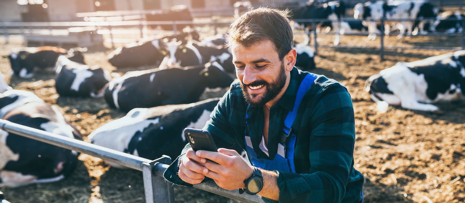 Happy young farmer standing in fornt of cows and looking at his phone.
